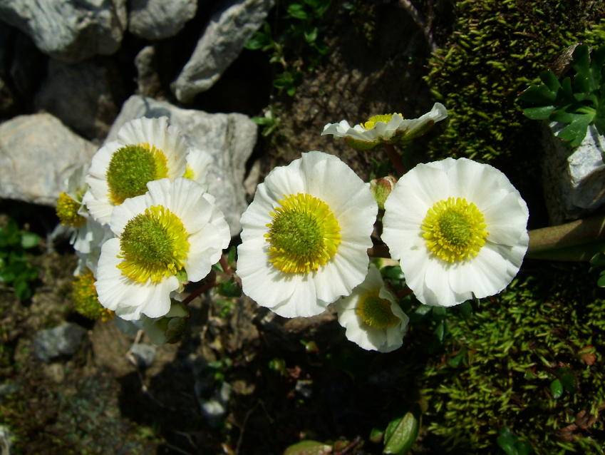 Flora Alpina delle Alpi Occidentali